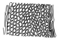 Fissidens anisophyllus, laminal cells, vaginant lamina (costa to margin).  Drawn from J.E. Beever 77-79, CHR 524056.
 Image: R.C. Wagstaff © Landcare Research 2014 